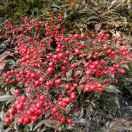 YueSpirit的个人资料头像