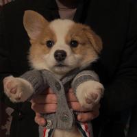 薯条大王1111头像