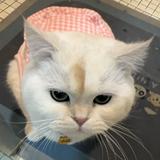就叫T头像