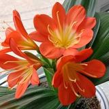 下一个拐点gav7头像