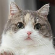 DarkBlade的个人资料头像