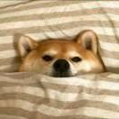 武爱学习88023的个人资料头像