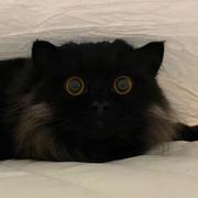 Basco的个人资料头像