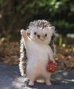 铁柱爱吃香菜的个人资料头像