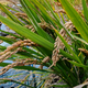 岁月渐苍茫 · 长安CS55 PLUS车主·车龄4年头像