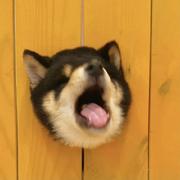 Emm的个人资料头像