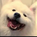 完美铅笔Hqn头像