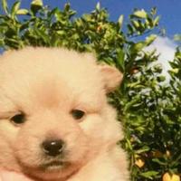 露从后夜白头像