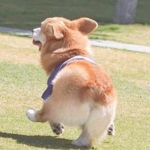 阿狸就是阿狸狸头像