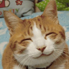 smilecat的个人资料头像