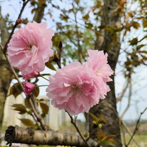 山花朵朵头像