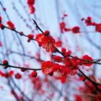 梅颖含苞975头像