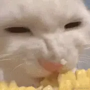 学前端混口饭吃的个人资料头像