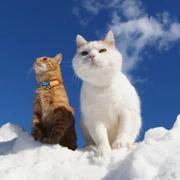 Potato睿的个人资料头像