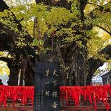 碁山阿飞头像