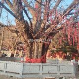杨斌东营001头像