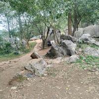 直率梦想CYv头像