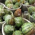 吃瓜为生头像