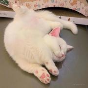 小阳咩咩的个人资料头像