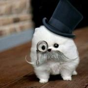 西西Q的个人资料头像