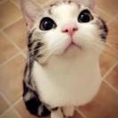 夏洛克的网的个人资料头像