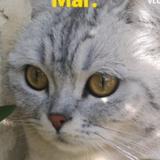 猫咪姐p头像