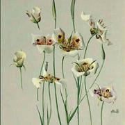 幽若的个人资料头像