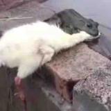 盖锅锅丶头像
