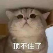 天才小能猫的个人资料头像