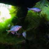 清岚水族过滤头像