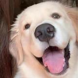 肉是真的刚好头像