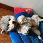 chen328的个人资料头像