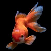 用户4403636695312头像