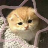 用户5482425843082头像
