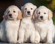 三天热度的个人资料头像