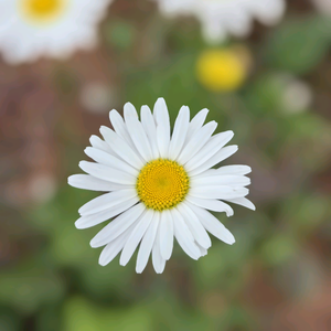 珂芙妍家居日用头像