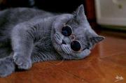 吾辈爱猫的个人资料头像