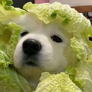 放羊孩的个人资料头像