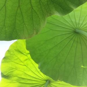 易晓霞7q8a头像