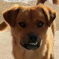 无忧的菠萝Id头像