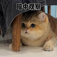 啊我饼干掉了头像