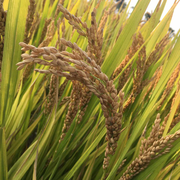 你个小傻瓜的个人资料头像