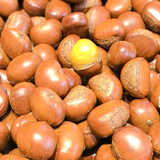 强之丽栗子王头像