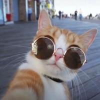 勇往直前的船帆zCC头像