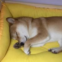 七宝权志龙头像