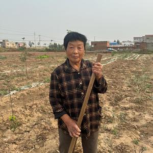 勤劳孙太太头像