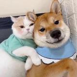 sc头像