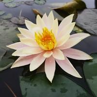 几何莲头像