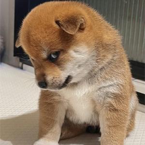 诸葛渊博头像