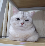 cocog的个人资料头像